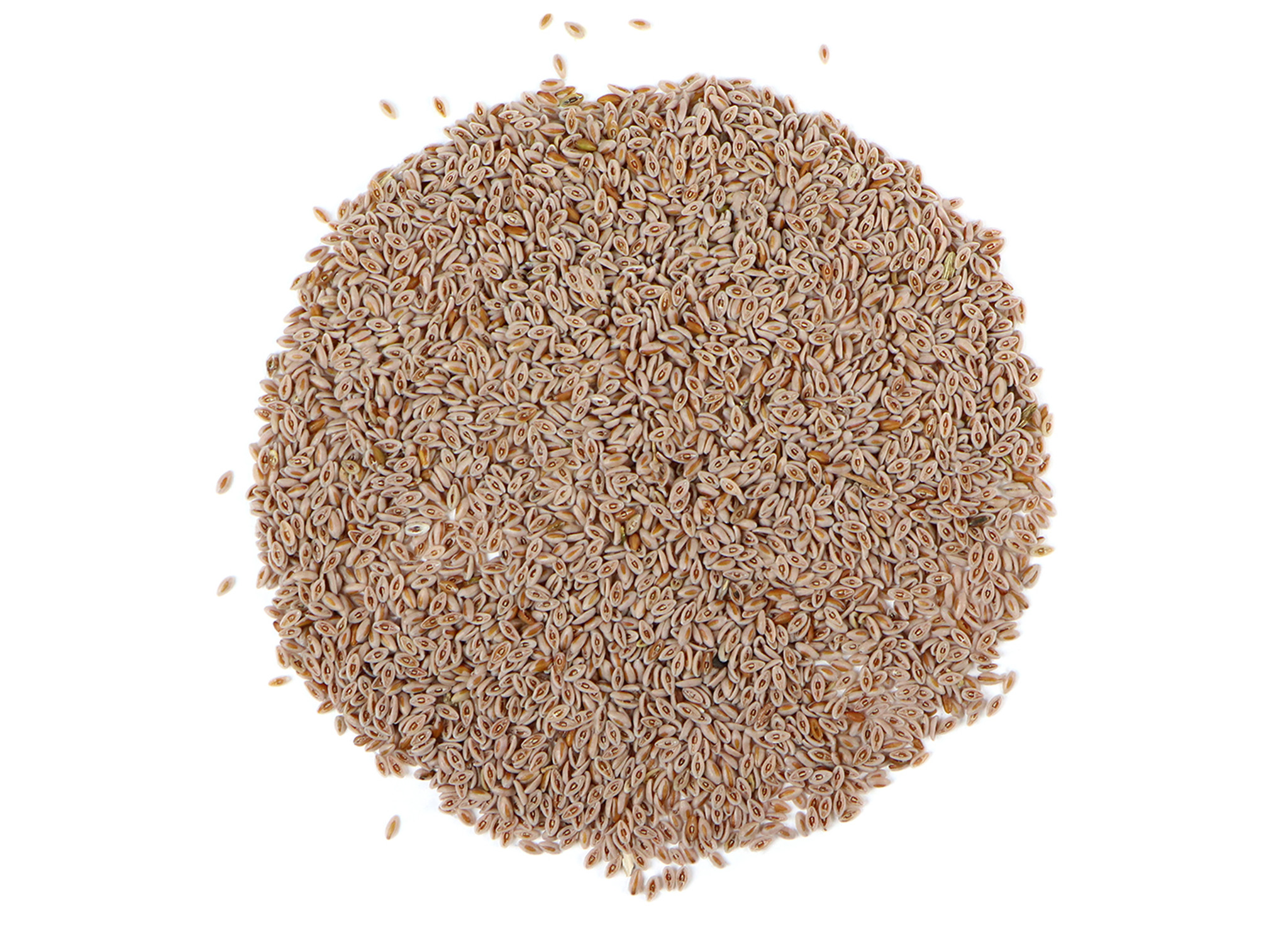 Psyllium seeds